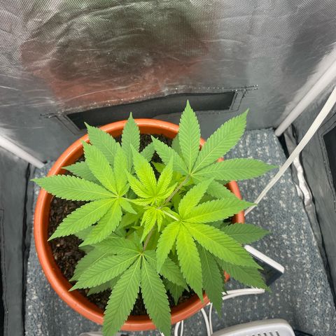 Blue Cheese growlog timeline photo