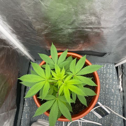 Blue Cheese growlog timeline photo