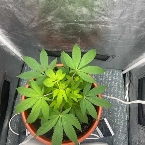 Blue Cheese growlog photo: 40cm