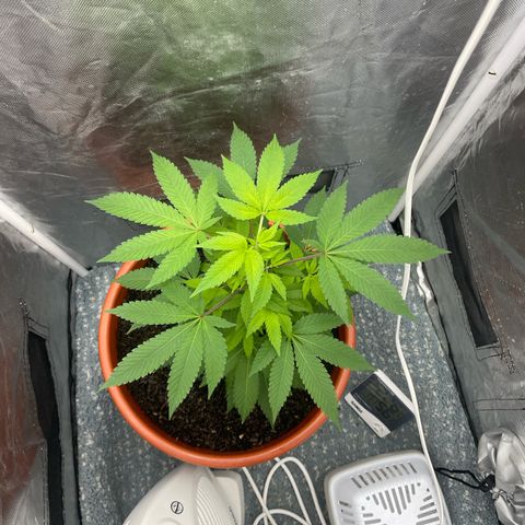 Blue Cheese growlog timeline photo