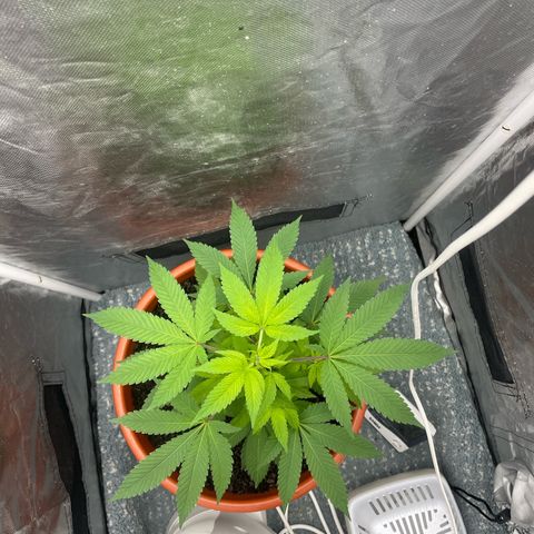 Blue Cheese growlog timeline photo