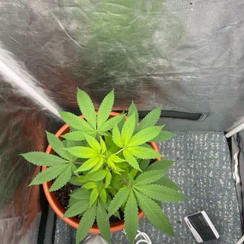 Blue Cheese growlog timeline photo
