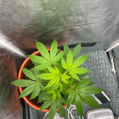 Blue Cheese growlog timeline photo