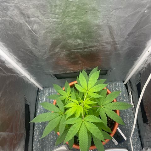 Blue Cheese growlog timeline photo