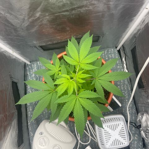 Blue Cheese growlog timeline photo