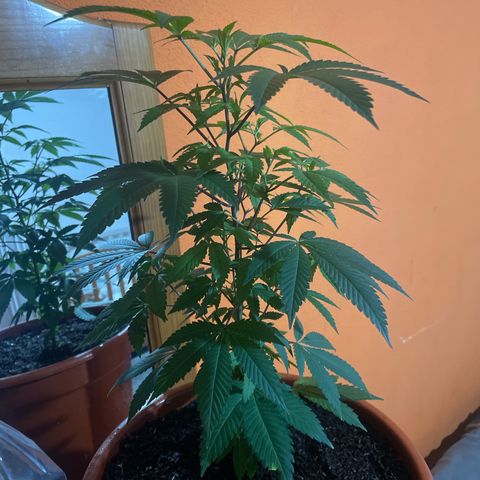 Blue Cheese growlog timeline photo