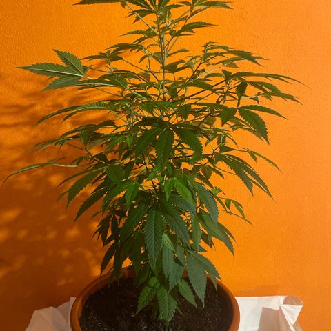 Blue Cheese growlog timeline photo