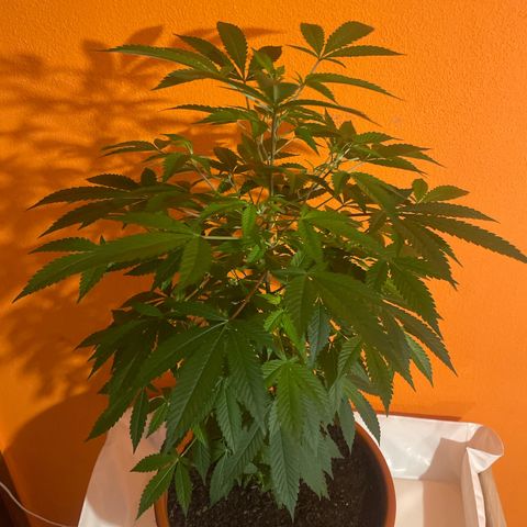 Blue Cheese growlog timeline photo