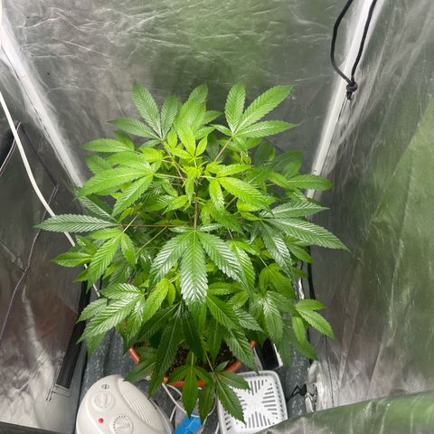 Blue Cheese growlog timeline photo