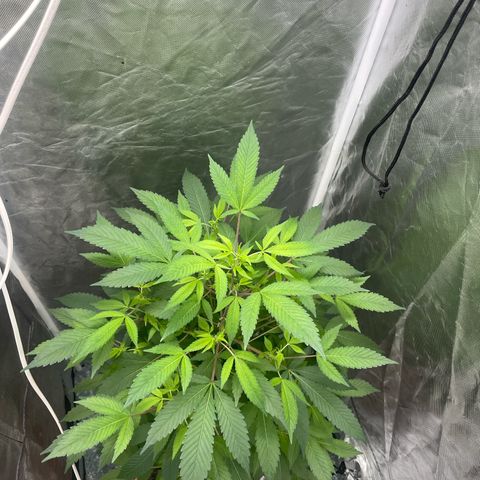 Blue Cheese growlog timeline photo