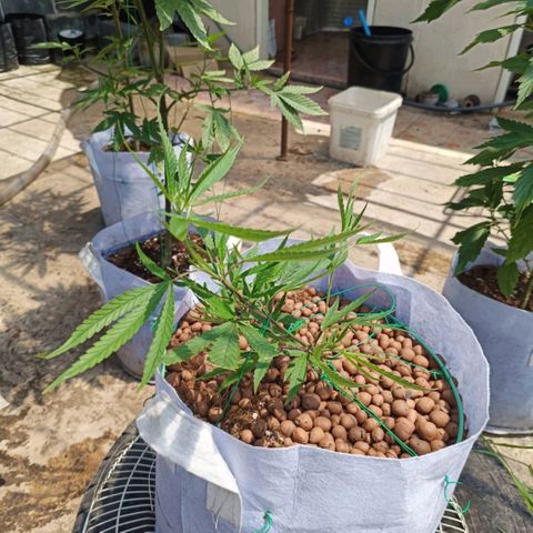 Foi Thong Phuphaon MEGABudTHC CHALLENGE เริ่ม6/7/66 growlog timeline photo