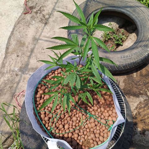 Foi Thong Phuphaon MEGABudTHC CHALLENGE เริ่ม6/7/66 growlog timeline photo