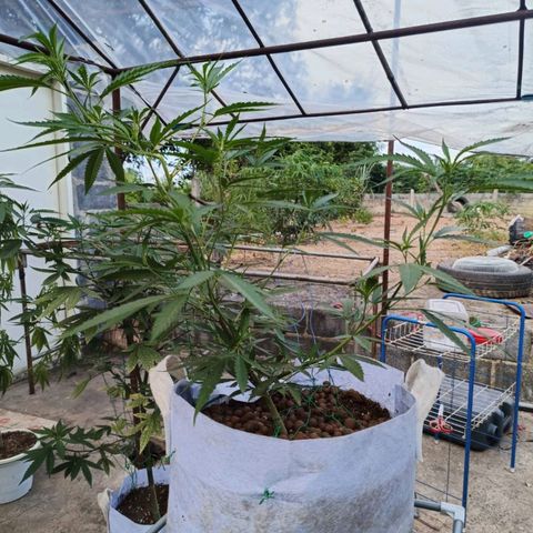 Foi Thong Phuphaon MEGABudTHC CHALLENGE เริ่ม6/7/66 growlog timeline photo