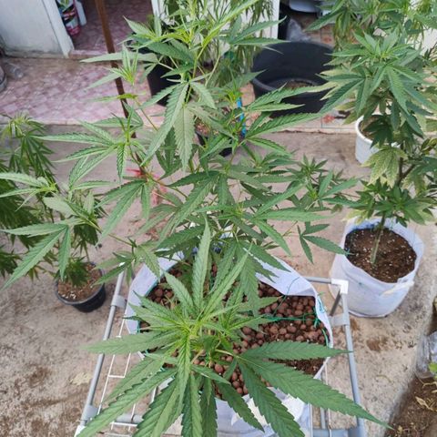 Foi Thong Phuphaon MEGABudTHC CHALLENGE เริ่ม6/7/66 growlog timeline photo