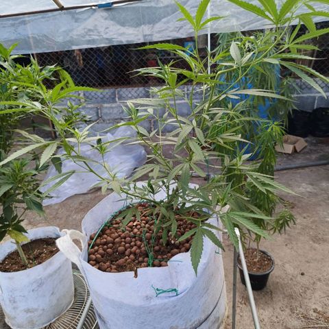 Foi Thong Phuphaon MEGABudTHC CHALLENGE เริ่ม6/7/66 growlog timeline photo