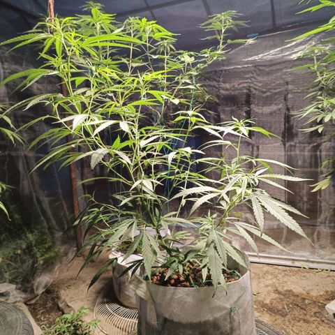 Foi Thong Phuphaon MEGABudTHC CHALLENGE เริ่ม6/7/66 growlog timeline photo