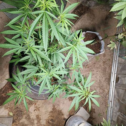 Foi Thong Phuphaon MEGABudTHC CHALLENGE เริ่ม6/7/66 growlog timeline photo