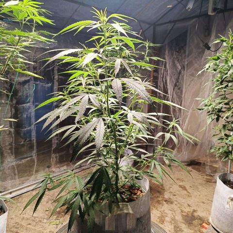 Foi Thong Phuphaon MEGABudTHC CHALLENGE เริ่ม6/7/66 growlog timeline photo