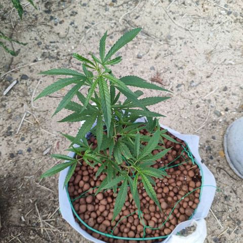 Foi Thong Phuphaon MEGABudTHC CHALLENGE เริ่ม6/7/66 growlog timeline photo
