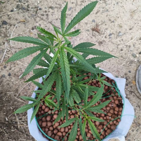 Foi Thong Phuphaon MEGABudTHC CHALLENGE เริ่ม6/7/66 growlog timeline photo