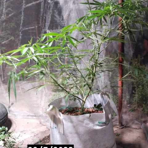 Foi Thong Phuphaon MEGABudTHC CHALLENGE เริ่ม6/7/66 growlog timeline photo