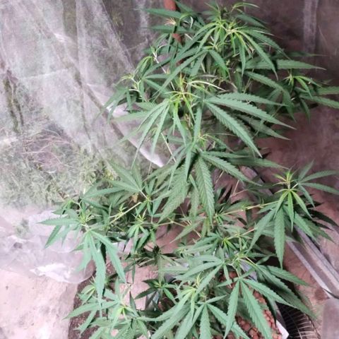 Foi Thong Phuphaon MEGABudTHC CHALLENGE เริ่ม6/7/66 growlog timeline photo