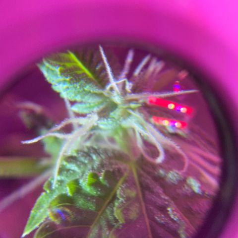 Frank Gallagher  growlog photo: Pics over time 