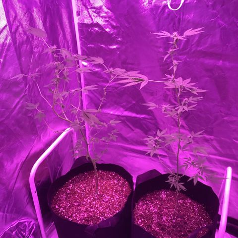 Frank Gallagher  growlog photo: Pics over time 