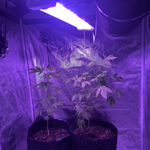 Frank Gallagher  growlog photo: Pics over time 