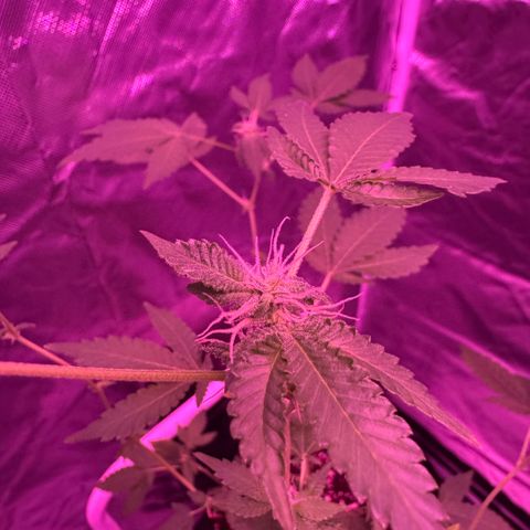 Frank Gallagher  growlog photo: Pics over time 