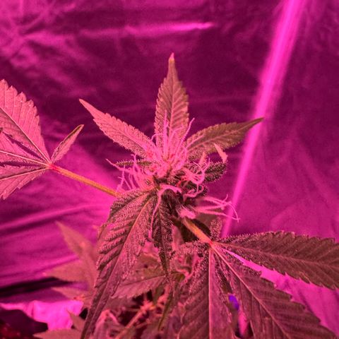 Frank Gallagher  growlog photo: Pics over time 