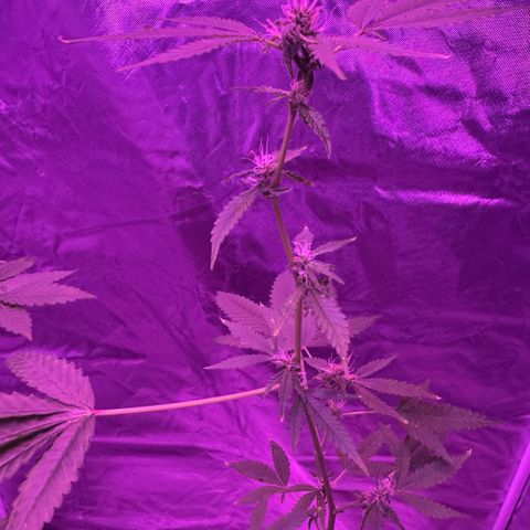 Frank Gallagher  growlog photo: Pics over time 