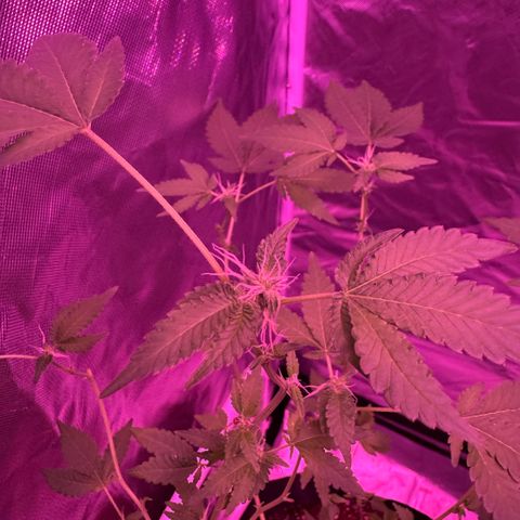 Frank Gallagher  growlog photo: Pics over time 