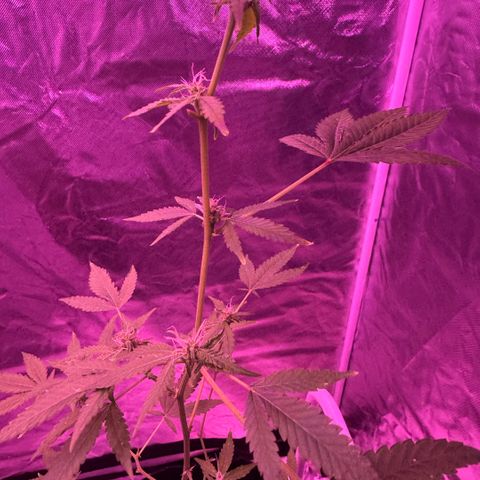 Frank Gallagher  growlog photo: Pics over time 