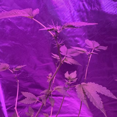 Frank Gallagher  growlog photo: Pics over time 