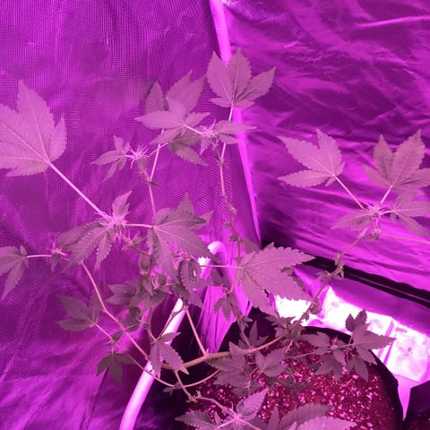 Frank Gallagher  growlog photo: Pics over time 