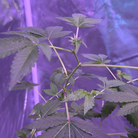 Frank Gallagher  growlog photo: Pics over time 
