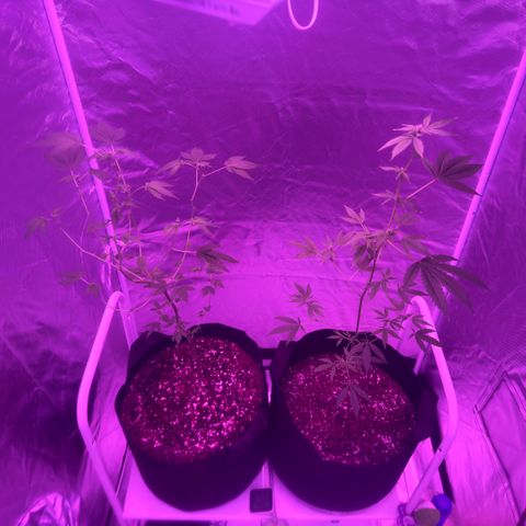 Frank Gallagher  growlog photo: Pics over time 