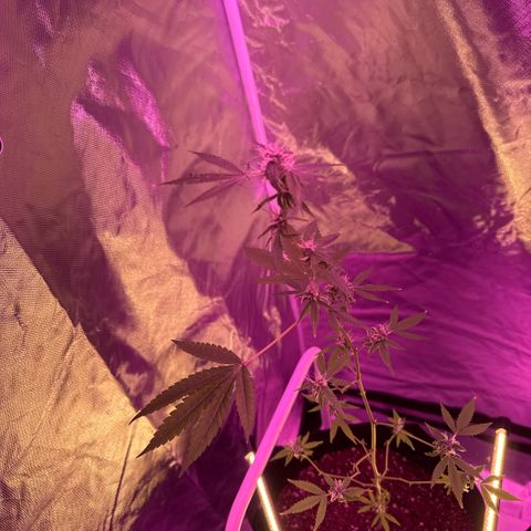 Ms muffin growlog timeline photo