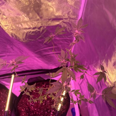 Frank Gallagher  growlog timeline photo