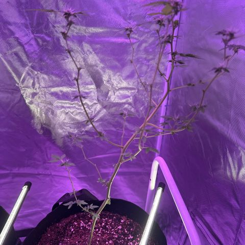Frank Gallagher  growlog timeline photo