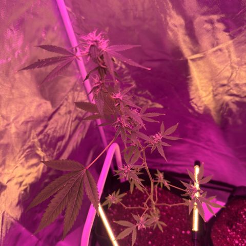 Ms muffin growlog photo: She is loving this under canopy lighting! ✨