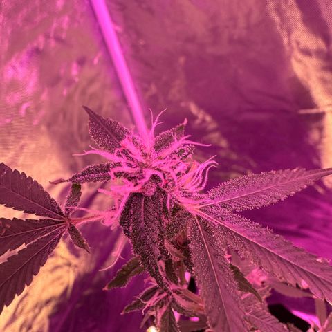 Ms muffin growlog photo: She is loving this under canopy lighting! ✨