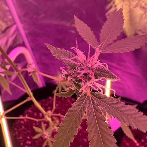 Ms muffin growlog photo: She is loving this under canopy lighting! ✨