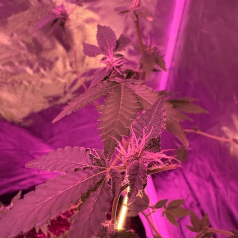Frank Gallagher  growlog photo: Under canopy light has made frank so happy!
