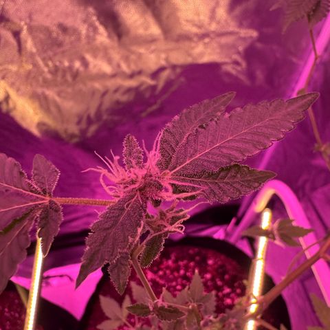 Frank Gallagher  growlog photo: Under canopy light has made frank so happy!
