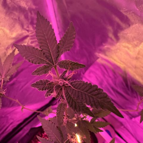 Frank Gallagher  growlog timeline photo