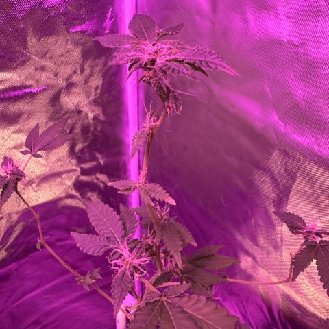 Frank Gallagher  growlog timeline photo