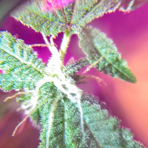 Frank Gallagher  growlog timeline photo