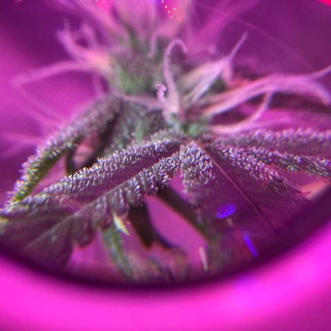 Frank Gallagher  growlog timeline photo